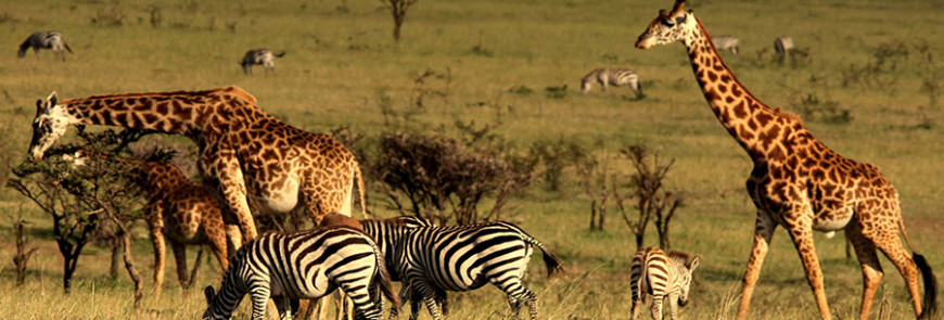 Maasai Mara National Reserve